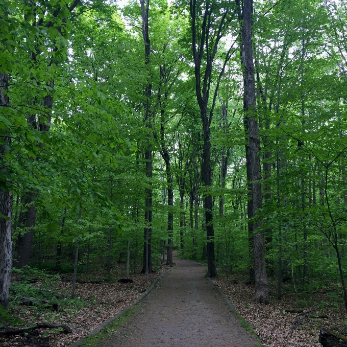 Landscape tree nature forest