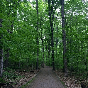 Landscape tree nature forest Photo