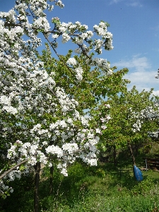 Foto Paesaggio albero ramo fiore