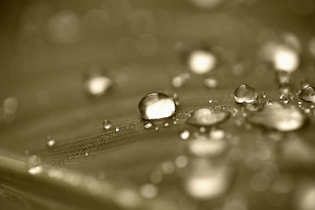 水 自然 落とす 露 写真