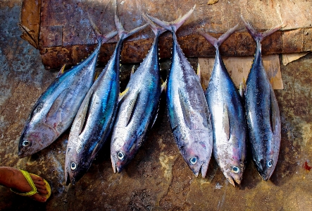 Food seafood fresh market Photo