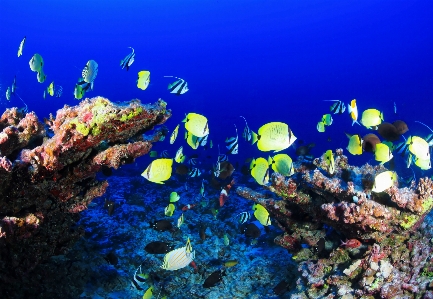 Foto Mar natureza oceano embaixo da agua