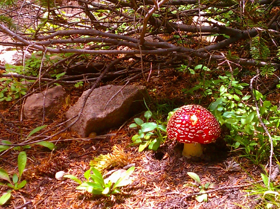 árvore natureza floresta plantar