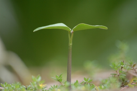 自然 草 ブランチ 植物 写真