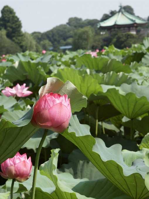 Pianta campo fiore petalo