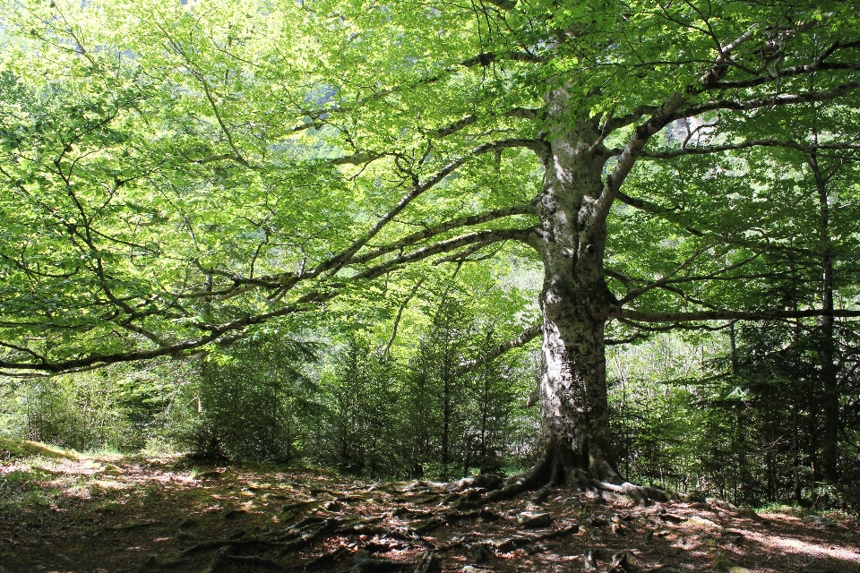 Lanskap pohon alam hutan