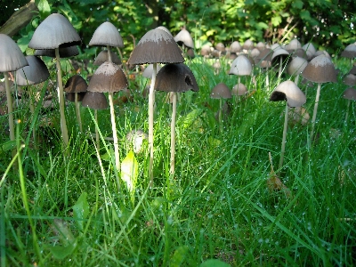 Foto Alam hutan rumput halaman