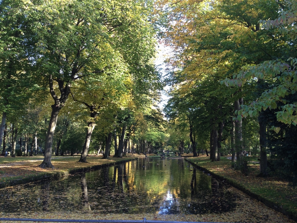 Tree water forest sunlight