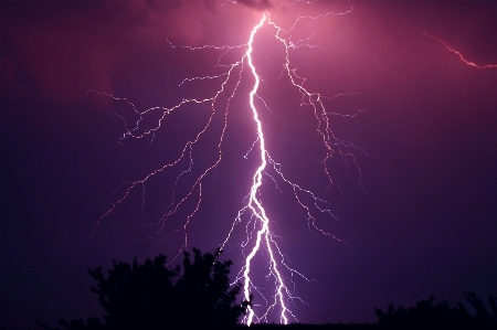 Foto Natura pianta cielo notte