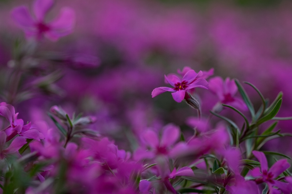 Nature fleurir usine fleur