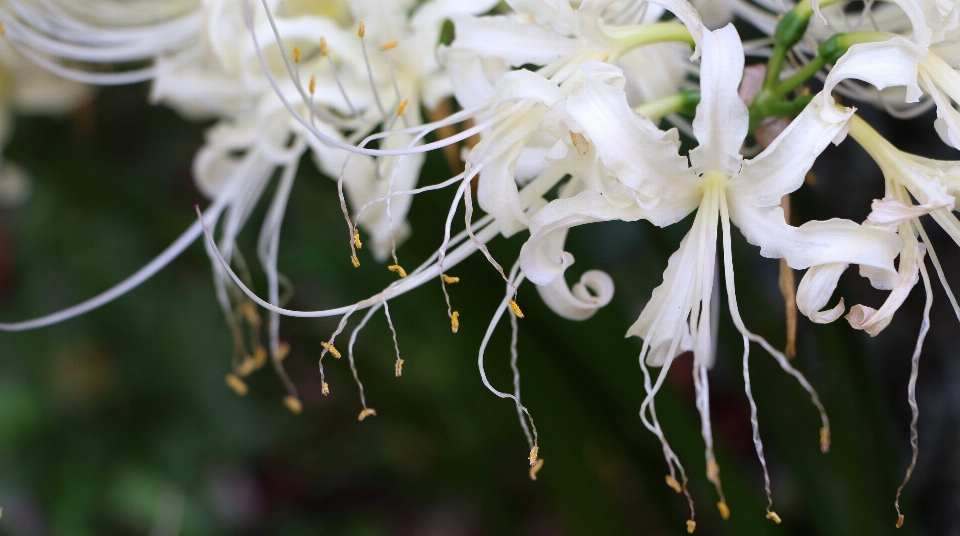 Naturaleza rama florecer planta