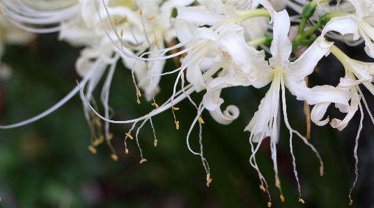 Nature branch blossom plant Photo