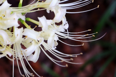 Nature branch blossom plant Photo