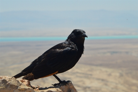 Sea bird wildlife beak Photo