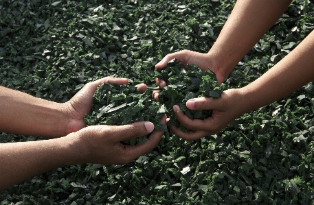 Hand tree grass plant Photo