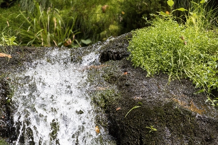 Tree water nature forest Photo