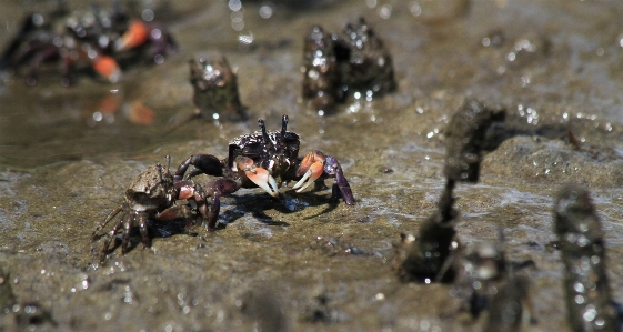 Foto Alam satwa sungai margasatwa