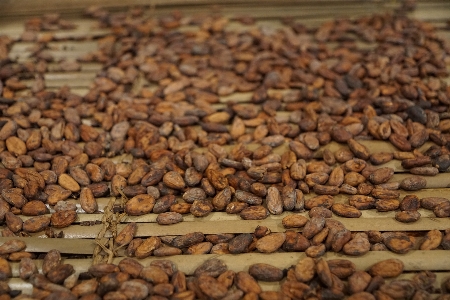 コーヒー 木 食べ物 生産 写真