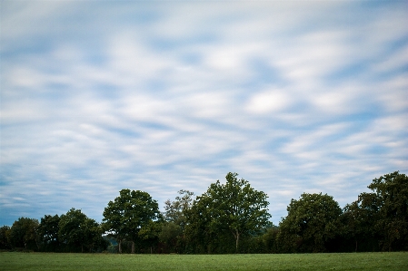 Landscape tree nature forest Photo