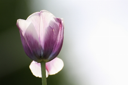 Nature blossom plant flower Photo