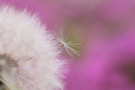 Nature grass blossom plant Photo