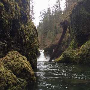 Nature forest rock waterfall Photo