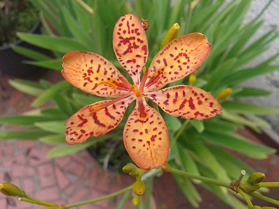 Natura pianta foglia fiore