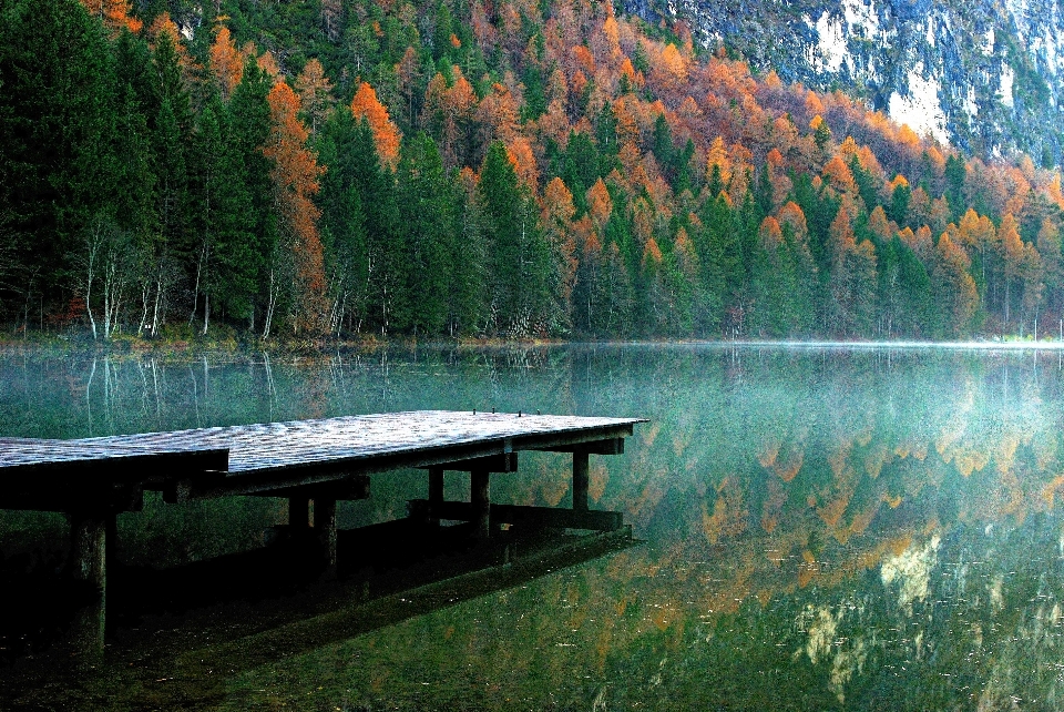 Landscape tree water nature