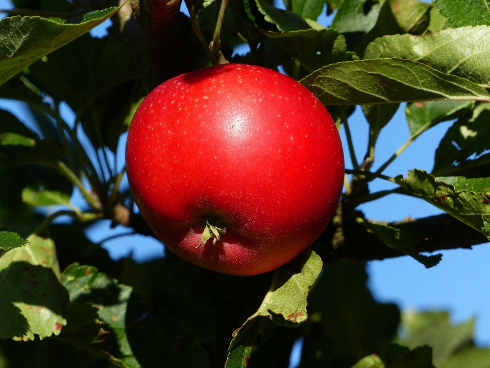 Apple 树 分支 植物