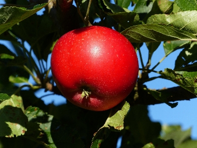 Foto Apple pohon cabang tanaman