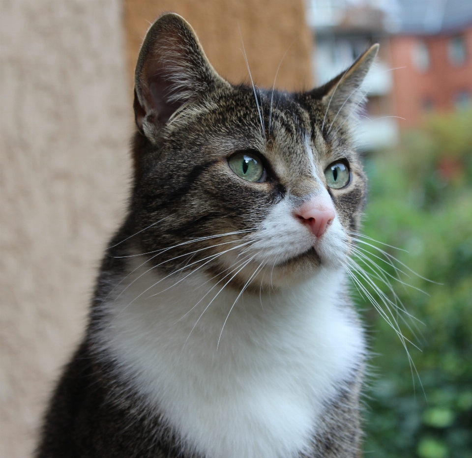 Mascota gato mamífero fauna