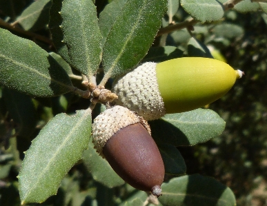 Tree plant fruit leaf Photo