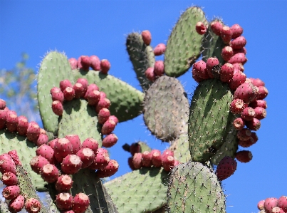 Foto Espinhoso
 cacto
 agulha plantar