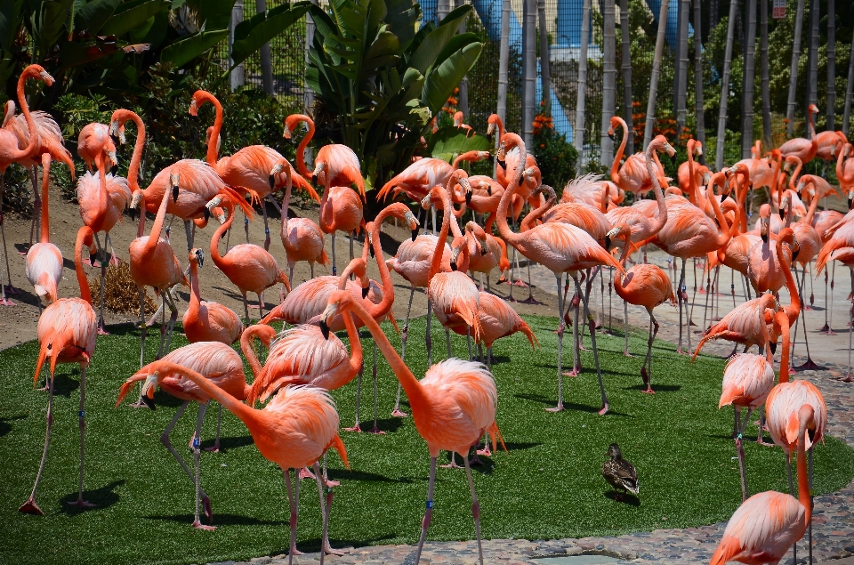 Alam burung merah jambu fauna