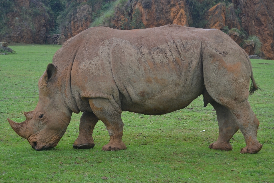 Fauna silvestre zoo África mamífero