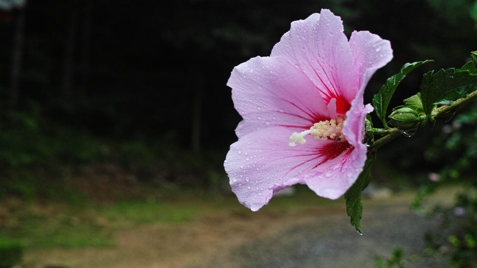 Nature fleurir usine fleur