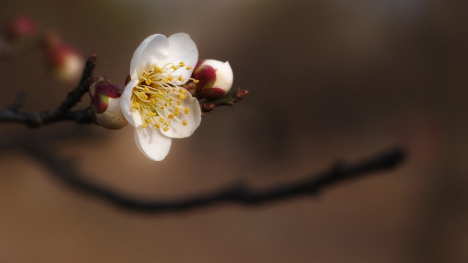 Ramo fiore pianta bianco