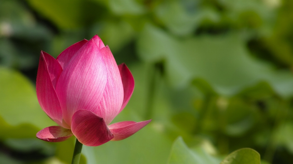 Blüte anlage blatt blume