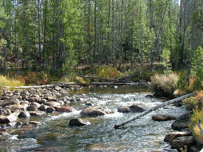 Forest creek wilderness river Photo