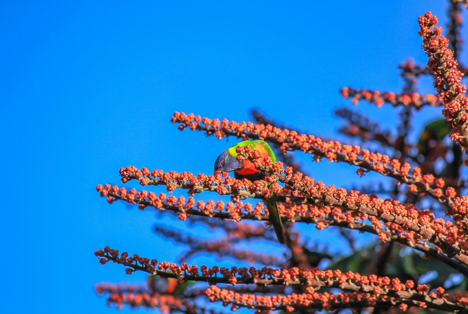 Nature branch bird plant