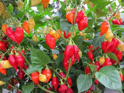 Foto Planta fruta flor alimento