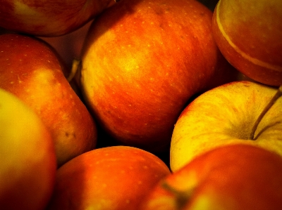 Apple plant fruit sweet Photo