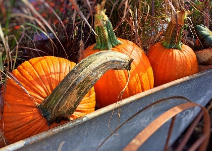 Fall flower orange food Photo