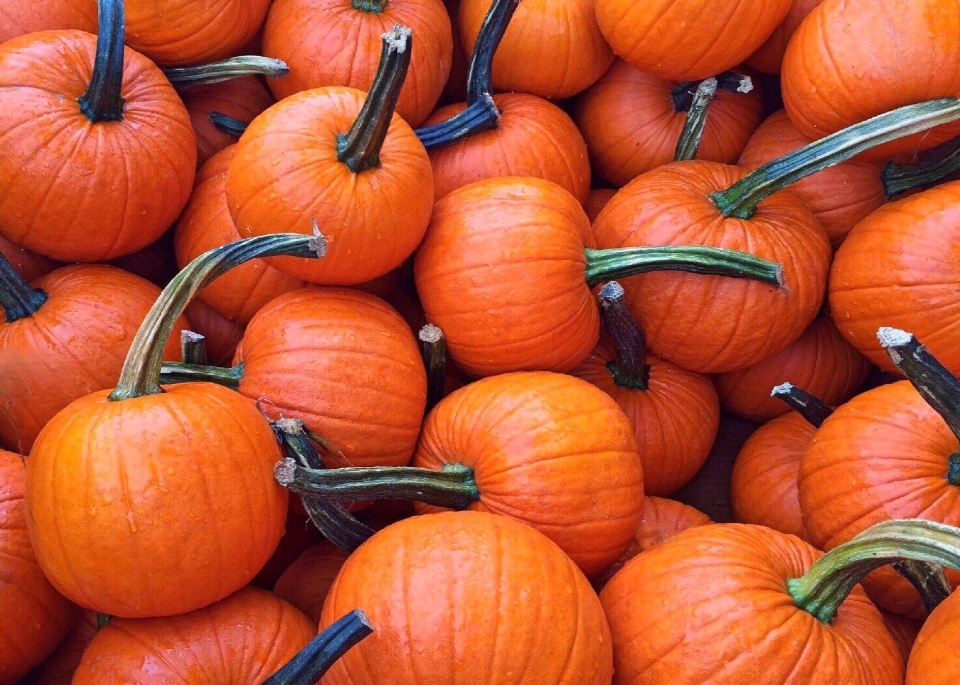 Fall orange food harvest