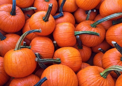 Fall orange food harvest Photo