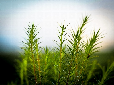 Landscape tree nature grass Photo