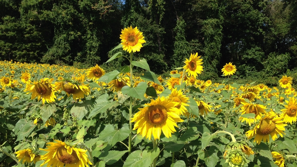 Plant field meadow flower