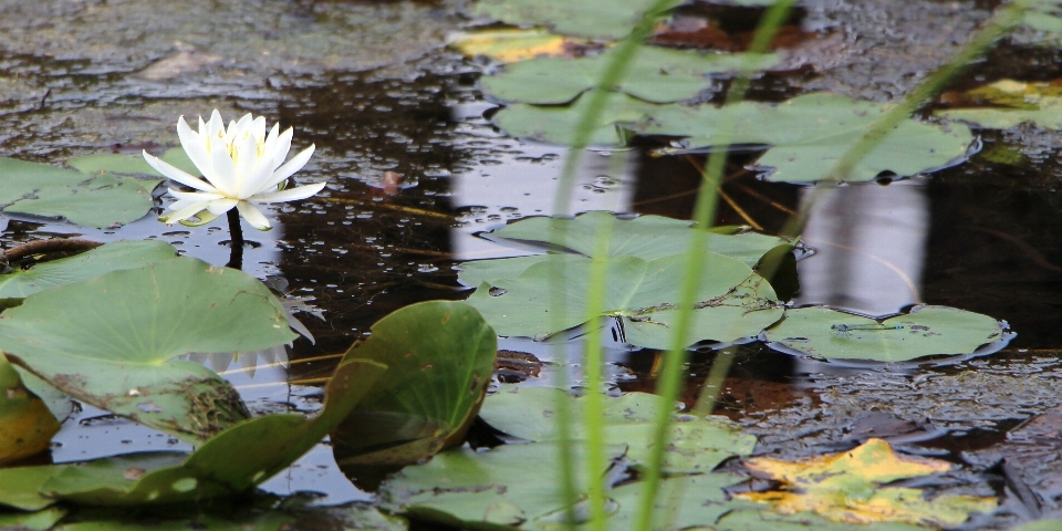 Krajobraz woda natura zakład