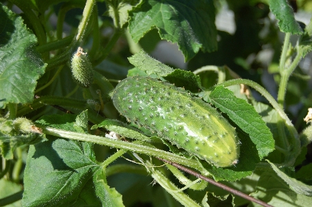 Plant fruit leaf flower Photo