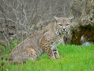 Nature looking wildlife zoo Photo